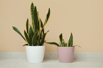 Beautiful sansevieria plants in pots on floor near beige wall