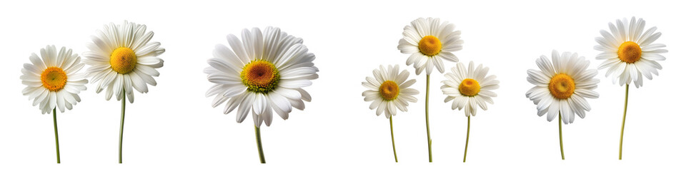 Fototapeta premium White daisy flower on a transparent background.