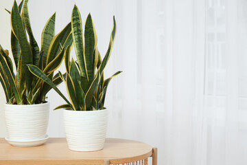 Beautiful sansevieria plants in pots on table near window in room