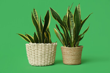 Beautiful sansevieria plants in wicker pots on green background