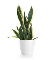 Beautiful sansevieria in flowerpot on white background
