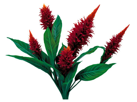 Vibrant celosia plants with flamelike red plumes and lush green foliage