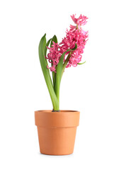 Beautiful pink hyacinth flower in pot on white background