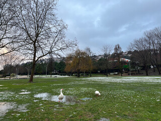 Ducks on the public park at a rainy day.