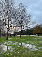 A duck on the public park at a rainy day.
