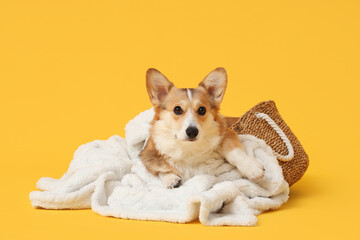 Cute Corgi dog with white plaid in basket on yellow background
