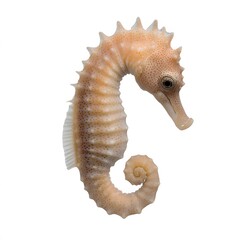 Pale seahorse, studio shot, isolated, white background, marine life