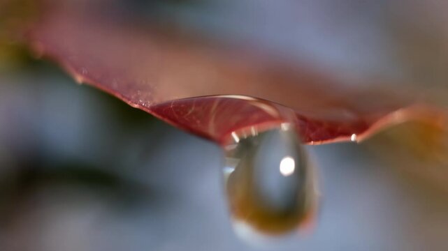water droplets macro
