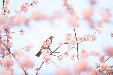 ヒヨドリと河津桜