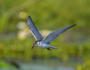 Whiskered tern in mongena dam in Dinokeng game reserve