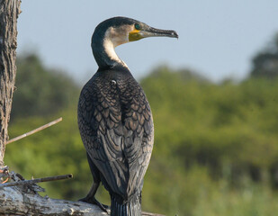 White breasted cormorant in mongena dam in Dinokeng game reserve south africa