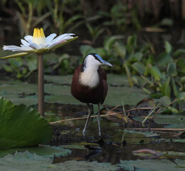 African Jacana - Actophilornis africanus is a wader bird taken in a South African game reserve
