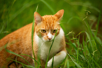 red tabby cat