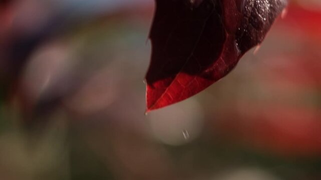 water droplets macro