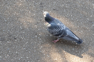 鳩