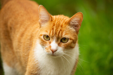red tabby cat