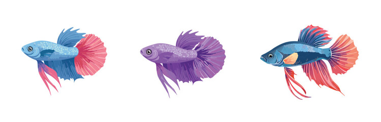 Detailed multi-color Illustration of Betta Fish isolated on a clean white background
