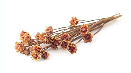 Dried Flowers on White Background