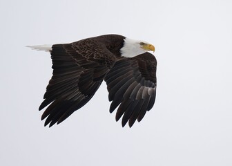 Obraz premium Majestic bald eagle soaring in the sky.