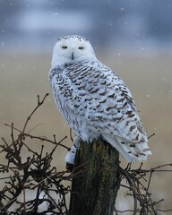 Snowy owl perched in winter landscape.