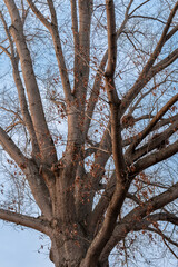 Leafless Tree with Sprawling Branches Against a Clear Blue Sky