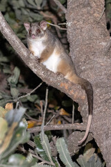 Australian Ring-tailed Possum in Saw Banksia Tree