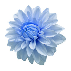 Blue dahlia flower head isolated on white background. Spring time, garden. Flat lay, top view