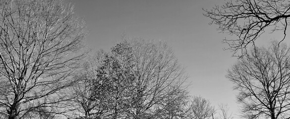 Black&White trees 