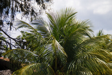 Fototapeta premium coconut tree outdoors in Rio de Janeiro.