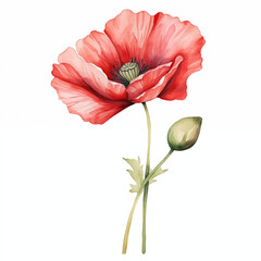 red poppy isolated on white