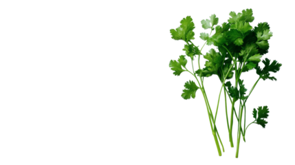 Fresh green cilantro leaf on a pristine white background.
