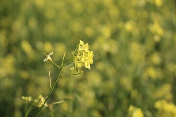 yellow flowers in the field
