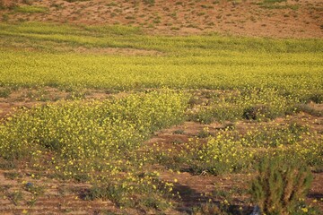 Fototapeta premium flowers in flied