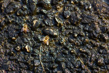 Honeybee on the surface of the water, close-up