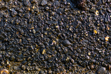 Honeybee on the surface of the water, close-up