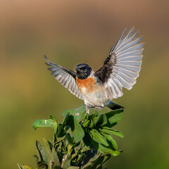 European Stonechat