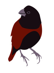 Philippine red maya bird