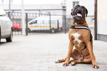 Cute service dog in vest sitting on city street. Space for text