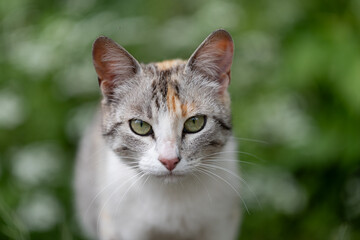Portrait of a tricolor cat on a green background
