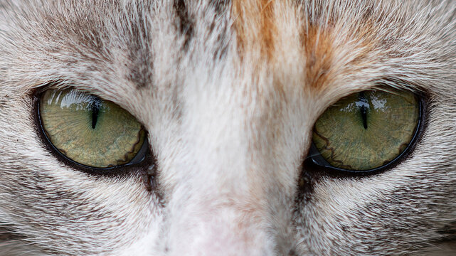 Eyes of a tricolor cat close up
