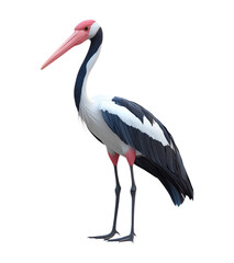 Fototapeta premium Majestic White Stork Bird with Black Wings and Pink Beak Standing in Elegant Pose, Wildlife Nature Photography Isolated on Transparent and White Background