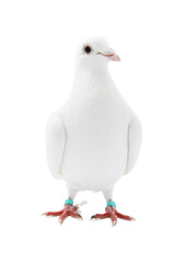 One dove on white background. Beautiful bird