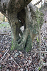 Queens Hill, Norwich, United Kingdom, March 15, 2025, Views from Queens Hill Forest