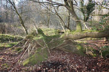 Queens Hill, Norwich, United Kingdom, March 15, 2025, Views from Queens Hill Forest