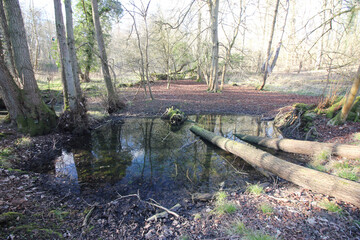 Queens Hill, Norwich, United Kingdom, March 15, 2025, Views from Queens Hill Forest