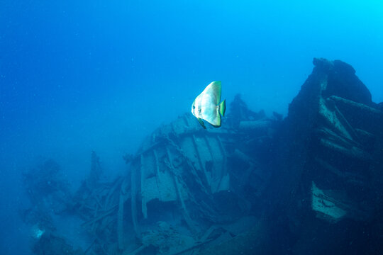 沈船を泳ぐツバメウオ　小笠原　東京都