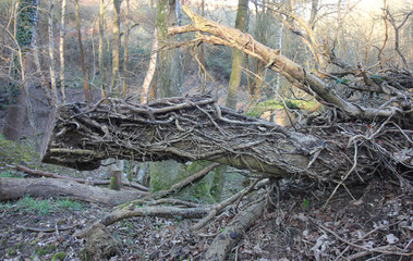 Queens Hill, Norwich, United Kingdom, March 15, 2025, Views from Queens Hill Forest