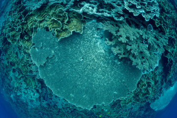 サンゴ礁　小笠原　東京都