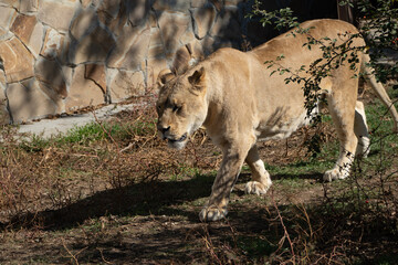 Lioness Walking Grassland Zoo Enclosure