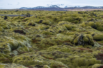 The landscape of Eldhraun lava moss field in Iceland. This impressive lava field the biggest lava flow in the world.